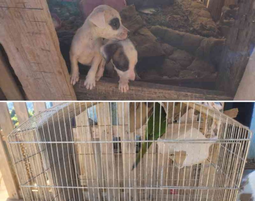 Homem é preso em Machado por maus-tratos a animais