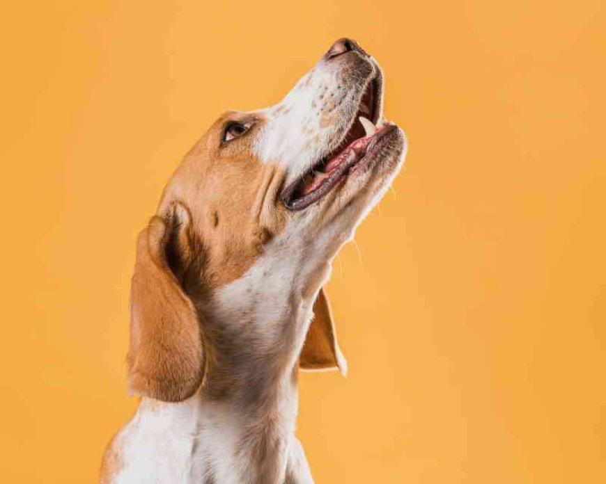 Prefeitura descarta implantação de hospital veterinário público