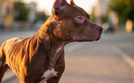 Presença de cães pitbull soltos gera cobrança por fiscalização