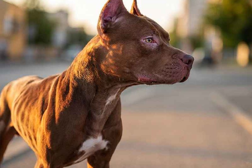 Presença de cães pitbull soltos gera cobrança por fiscalização