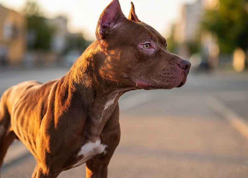 Presença de cães pitbull soltos gera cobrança por fiscalização