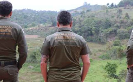 Desmatamento da Mata Atlântica cai no Brasil e Minas mantém redução nos últimos anos