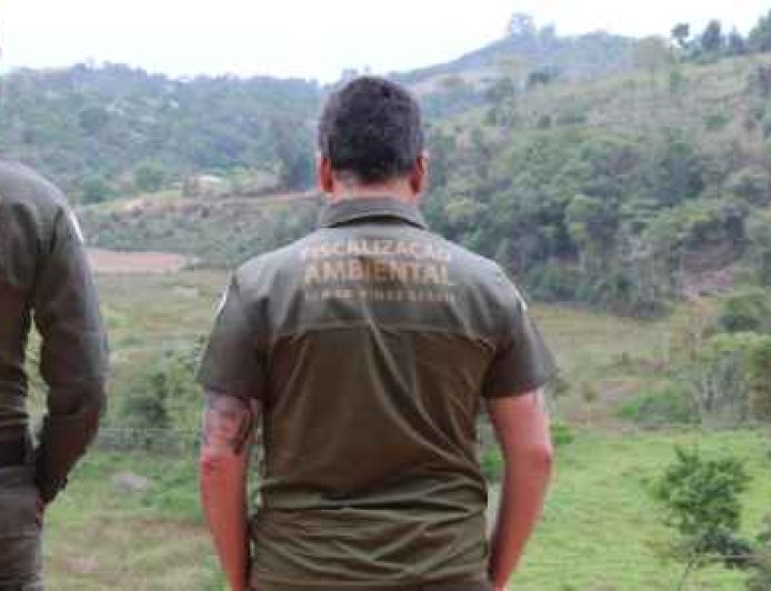 Desmatamento da Mata Atlântica cai no Brasil e Minas mantém redução nos últimos anos