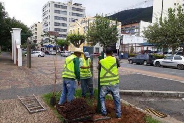 déficit de árvores - Jornal da Cidade