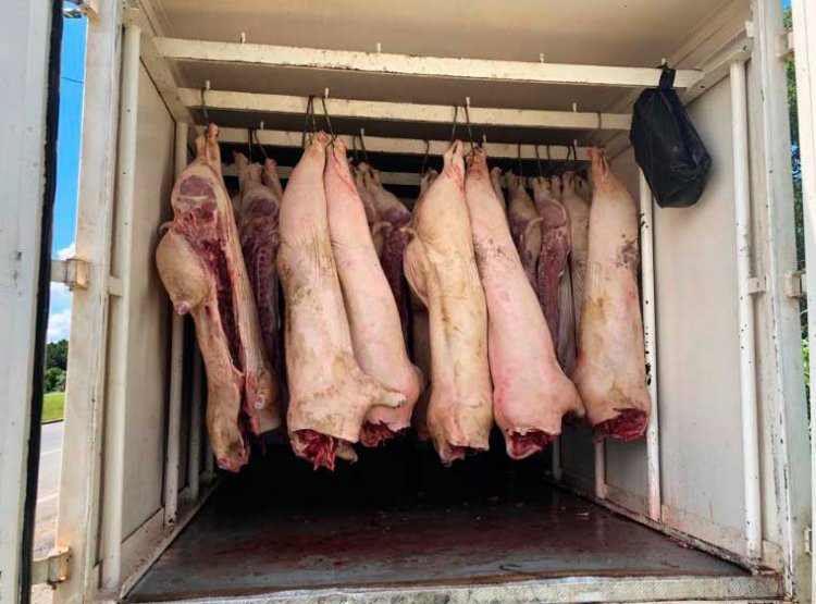 apreensão de carne suína imprópria - Jornal da Cidade