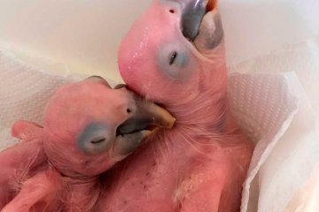 Filhotes de arara azul nascem no Zoo das Aves - Jornal da Cidade