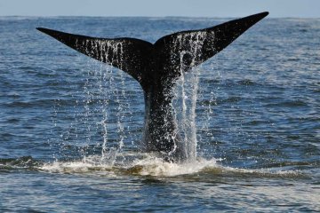 Temporada de baleias - Jornal da Cidade