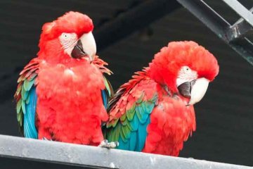 Zoo das Aves - Jornal da Cidade
